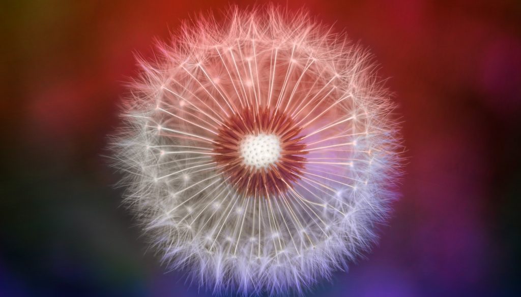 pexels-photo-1133498