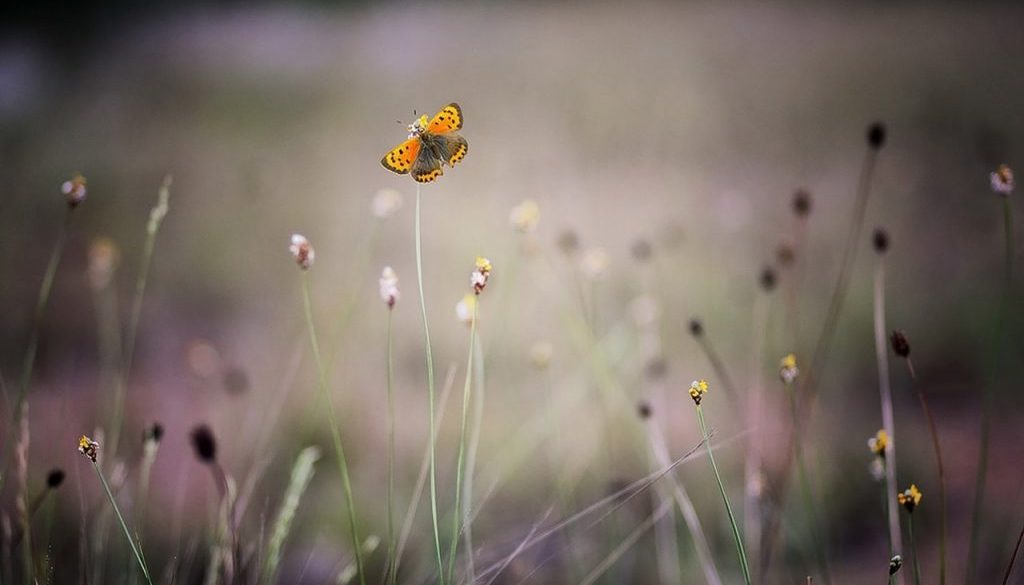 pexels-photo-128342-1