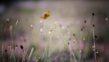 pexels-photo-128342-1